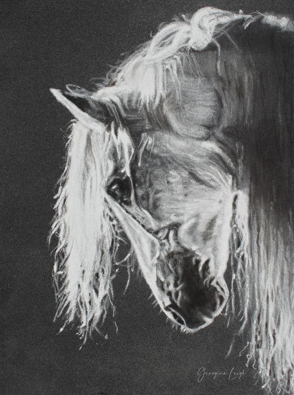 Andalusian PRE Horse Drawing (print) (A4)